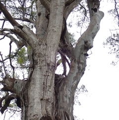 Eucalyptus camaldulensis at suppressed - suppressed