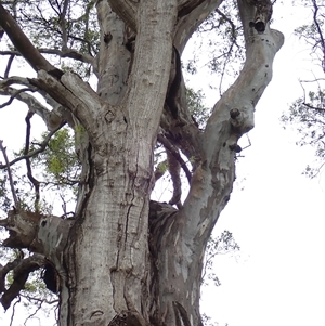 Eucalyptus camaldulensis at suppressed - 5 Nov 2021