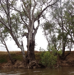 Eucalyptus camaldulensis at suppressed - suppressed