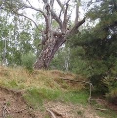 Eucalyptus camaldulensis (River Red Gum) at Grong Grong, NSW - 5 Nov 2021 by MB