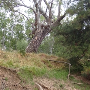 Eucalyptus sp. at Grong Grong, NSW by MB