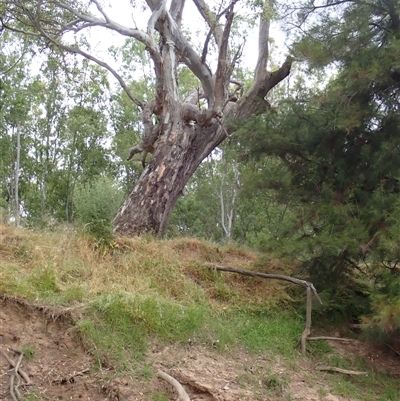 Eucalyptus sp. at Grong Grong, NSW - 5 Nov 2021 by MB