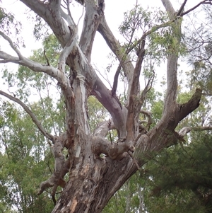 Eucalyptus camaldulensis at suppressed - suppressed