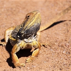 Pogona barbata (Eastern Bearded Dragon) at Hawker, ACT - 2 Dec 2015 by Jennybach