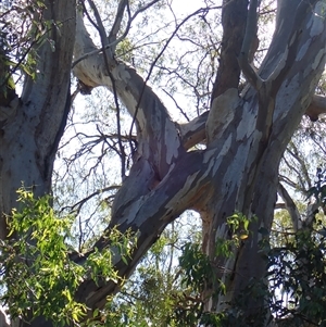 Eucalyptus camaldulensis at suppressed - suppressed