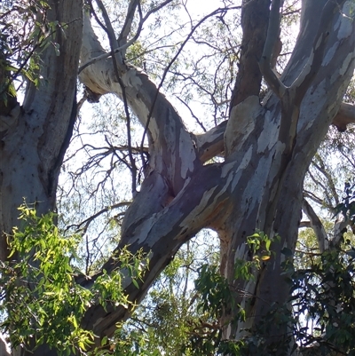 Eucalyptus sp. at Narrandera, NSW - 5 Nov 2021 by MB