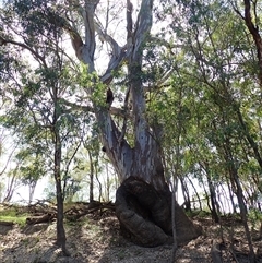Eucalyptus camaldulensis at suppressed - suppressed