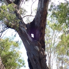 Eucalyptus sp. at Narrandera, NSW - 5 Nov 2021 by MB