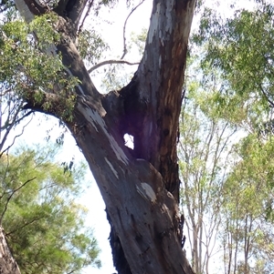 Eucalyptus camaldulensis at suppressed - suppressed