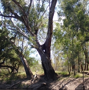 Eucalyptus camaldulensis at suppressed - suppressed