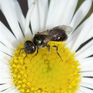 Lasioglossum (Homalictus) urbanum at Murrumbateman, NSW - suppressed