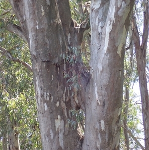 Eucalyptus camaldulensis at suppressed - suppressed