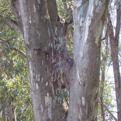 Eucalyptus sp. at Narrandera, NSW - 6 Nov 2021 by MB