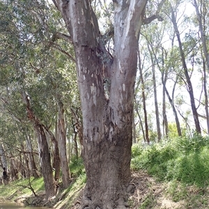 Eucalyptus camaldulensis at suppressed - suppressed