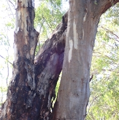 Eucalyptus sp. at Narrandera, NSW - 5 Nov 2021 by MB