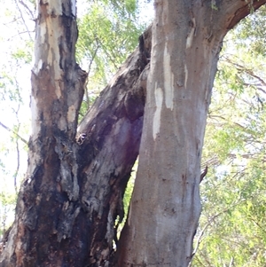 Eucalyptus camaldulensis at suppressed - suppressed