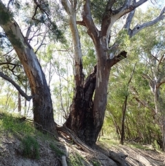 Eucalyptus camaldulensis at suppressed - suppressed