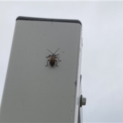 Unidentified Beetle (Coleoptera) at Lyons, ACT - 14 Nov 2024 by ran452