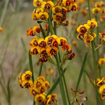 Daviesia leptophylla (Slender Bitter Pea) at Dalton, NSW - 23 Oct 2024 by RobG1