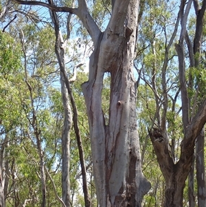 Eucalyptus camaldulensis at suppressed - suppressed