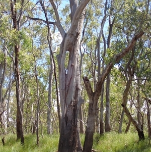 Eucalyptus camaldulensis at suppressed - suppressed