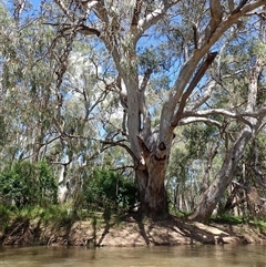 Eucalyptus sp. at Euroley, NSW - 7 Nov 2021 by MB