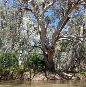 Eucalyptus camaldulensis at suppressed - suppressed