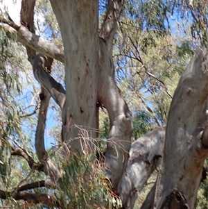 Eucalyptus camaldulensis at suppressed - suppressed