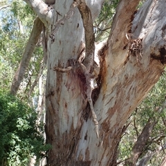 Eucalyptus camaldulensis at suppressed - suppressed