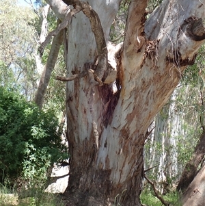 Eucalyptus camaldulensis at suppressed - suppressed