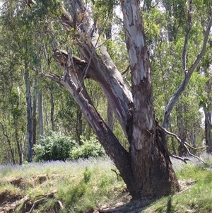 Eucalyptus camaldulensis at suppressed - suppressed