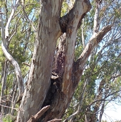 Eucalyptus sp. at Cudgel, NSW - 7 Nov 2021 by MB