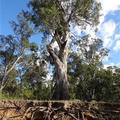 Eucalyptus sp. at Gogeldrie, NSW - 7 Nov 2021 by MB