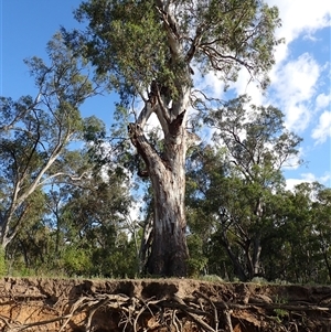 Eucalyptus camaldulensis at suppressed - suppressed