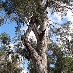 Eucalyptus camaldulensis at suppressed - suppressed