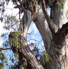 Eucalyptus camaldulensis at suppressed - suppressed