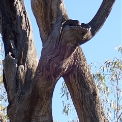 Eucalyptus camaldulensis (River Red Gum) at Gogeldrie, NSW - 8 Nov 2021 by MB