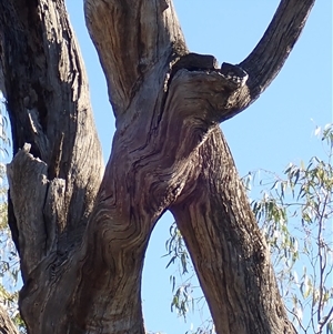 Eucalyptus camaldulensis at suppressed - suppressed