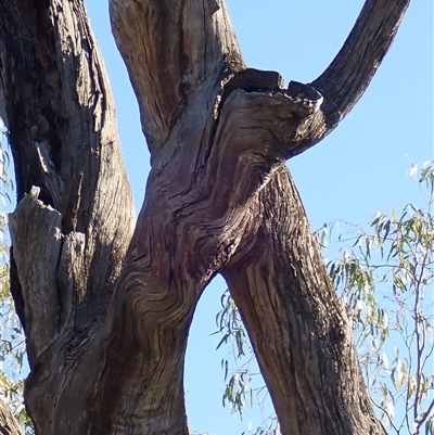 Eucalyptus sp. at Gogeldrie, NSW - 7 Nov 2021 by MB