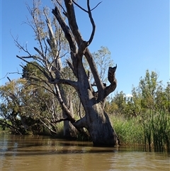 Eucalyptus camaldulensis at suppressed - suppressed