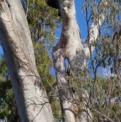 Eucalyptus sp. at Euroley, NSW - 7 Nov 2021 by MB