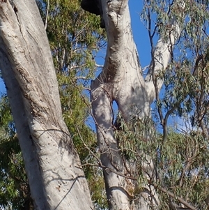 Eucalyptus camaldulensis at suppressed - suppressed