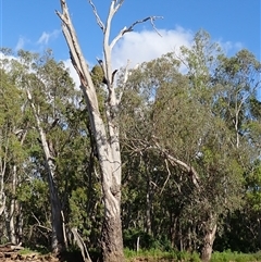 Eucalyptus camaldulensis at suppressed - suppressed