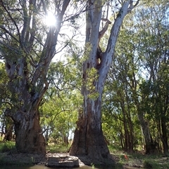 Eucalyptus sp. at Darlington Point, NSW - 8 Nov 2021 by MB