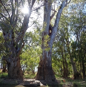 Eucalyptus camaldulensis at suppressed - suppressed