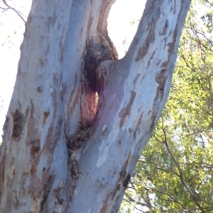 Eucalyptus camaldulensis at suppressed - suppressed