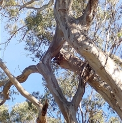 Eucalyptus sp. at Darlington Point, NSW - 8 Nov 2021 by MB