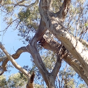 Eucalyptus sp. at Darlington Point, NSW by MB