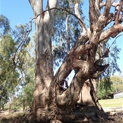 Eucalyptus sp. at Darlington Point, NSW - 8 Nov 2021 by MB