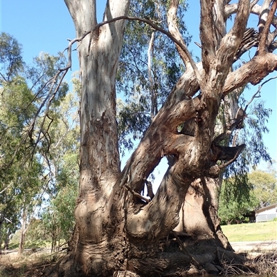 Eucalyptus sp. at Darlington Point, NSW - 8 Nov 2021 by MB